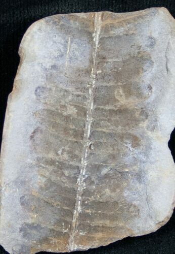 Million Year Old Fern Fossil #7455